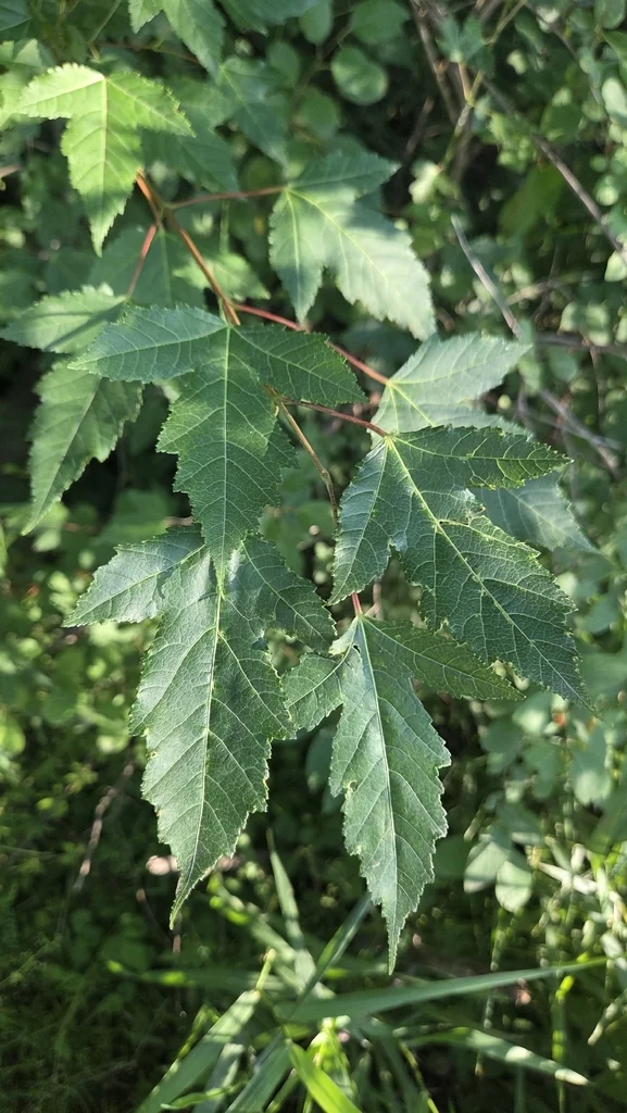 Acer Ginnala
