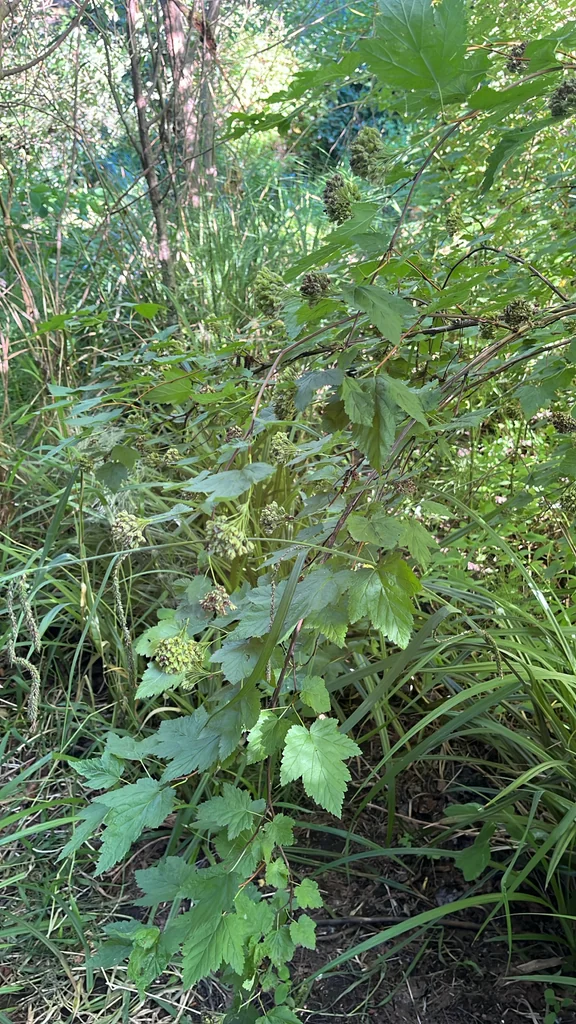 Physocarpus Capitatus