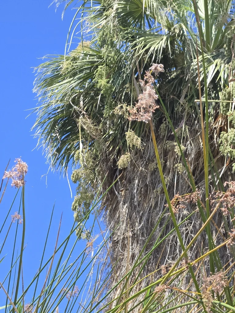Washingtonia Filifera