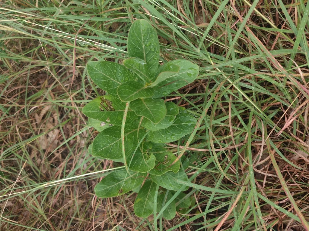 Asclepias Viridis