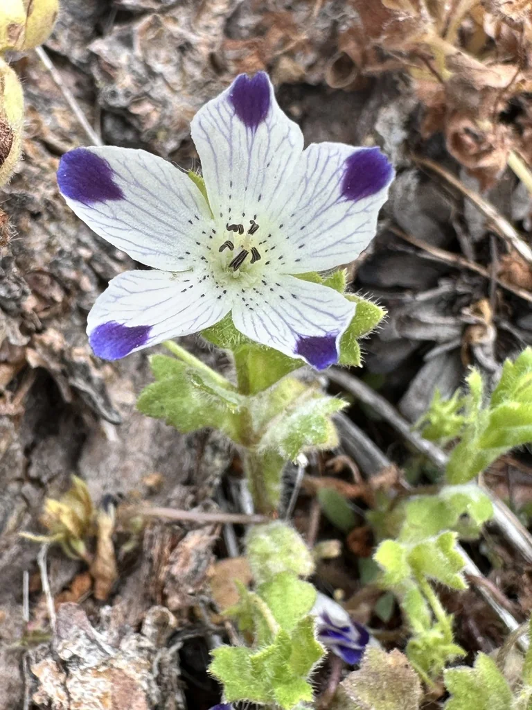 Nemophila Maculata