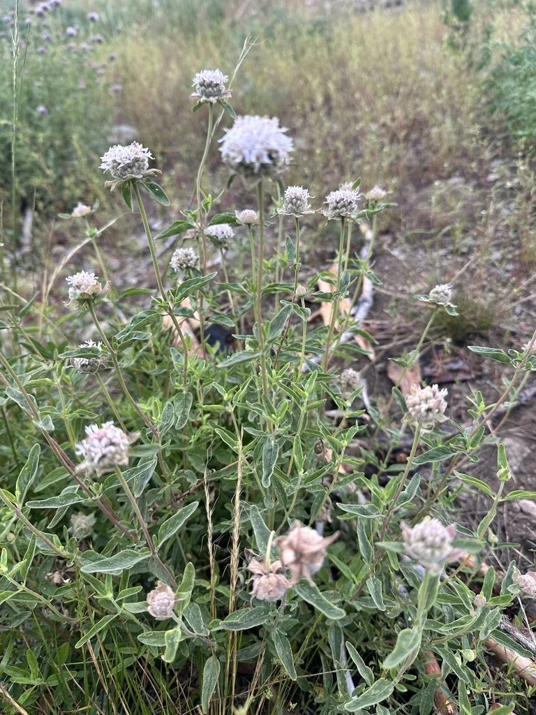 Monardella Odoratissima