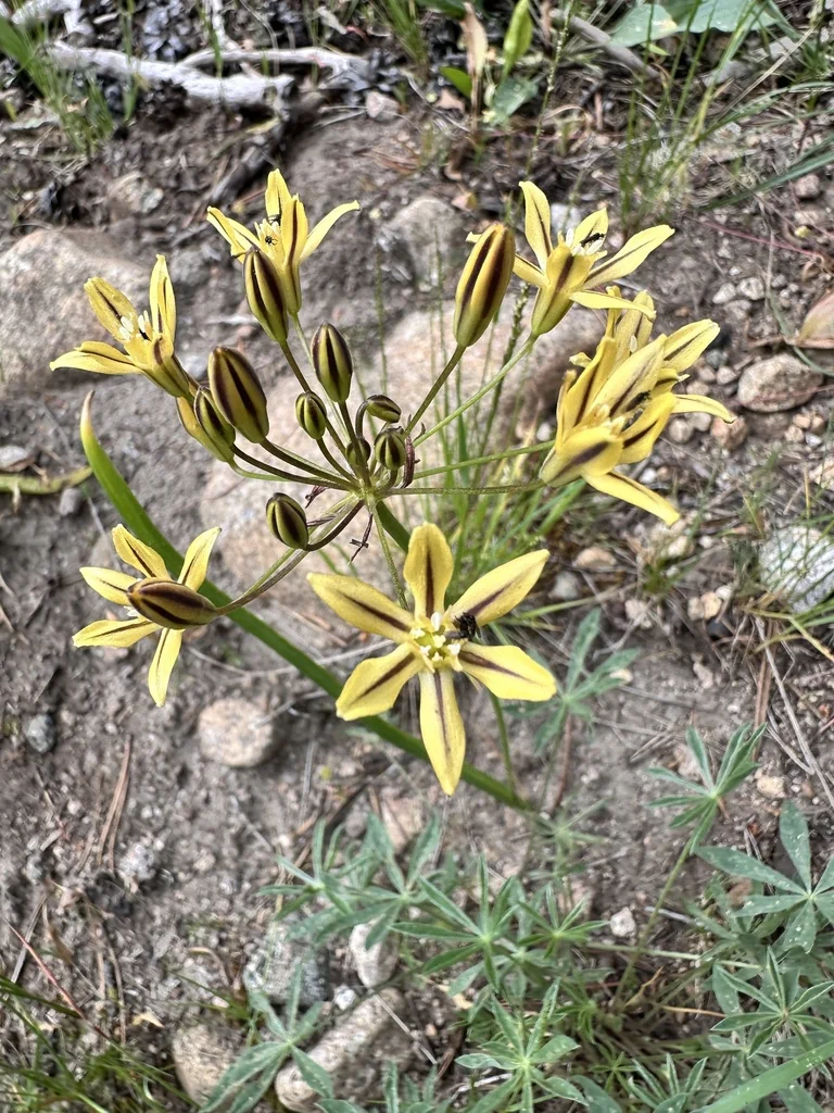 Triteleia Ixioides
