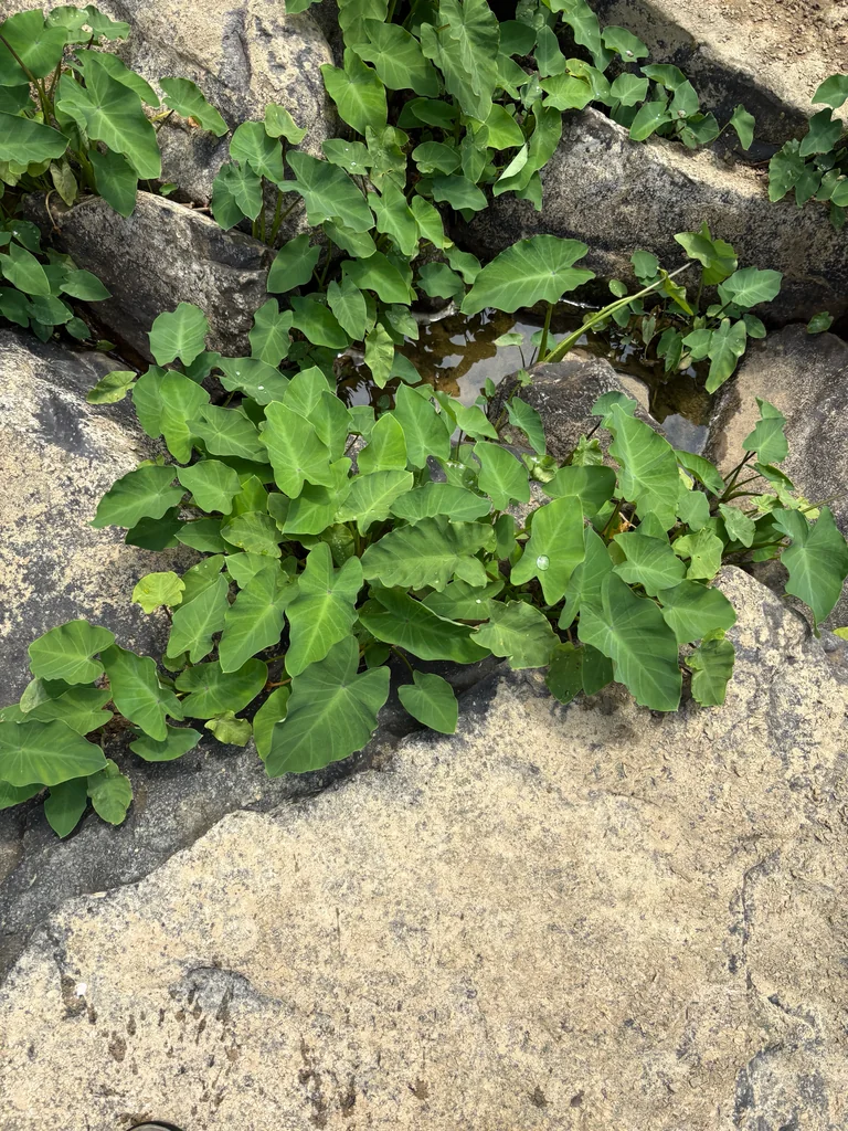 Colocasia esculenta