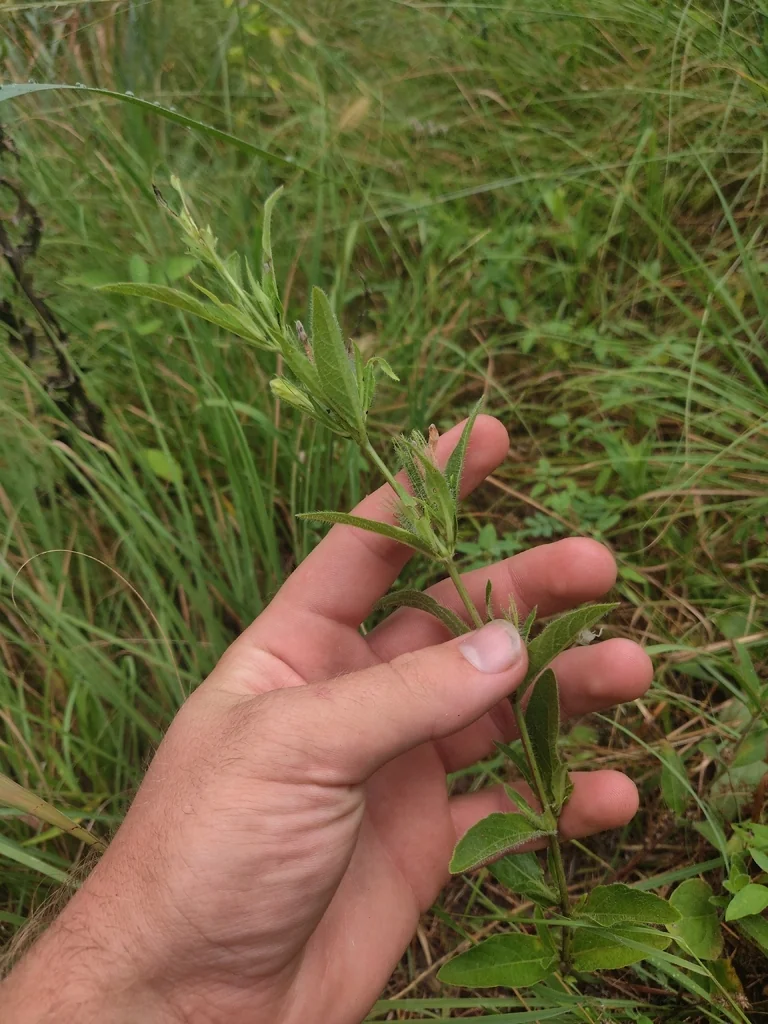 Ruellia Humilis