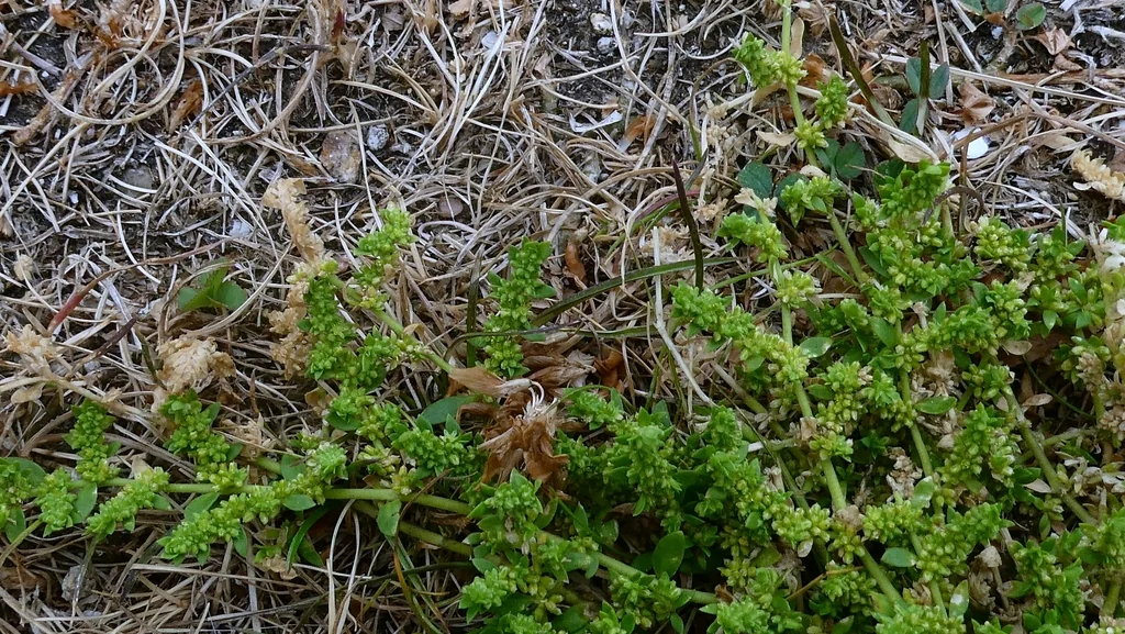 Herniaria Glabra