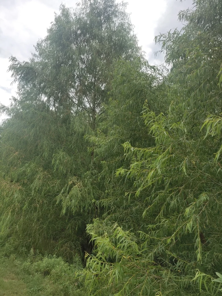 Salix Nigra