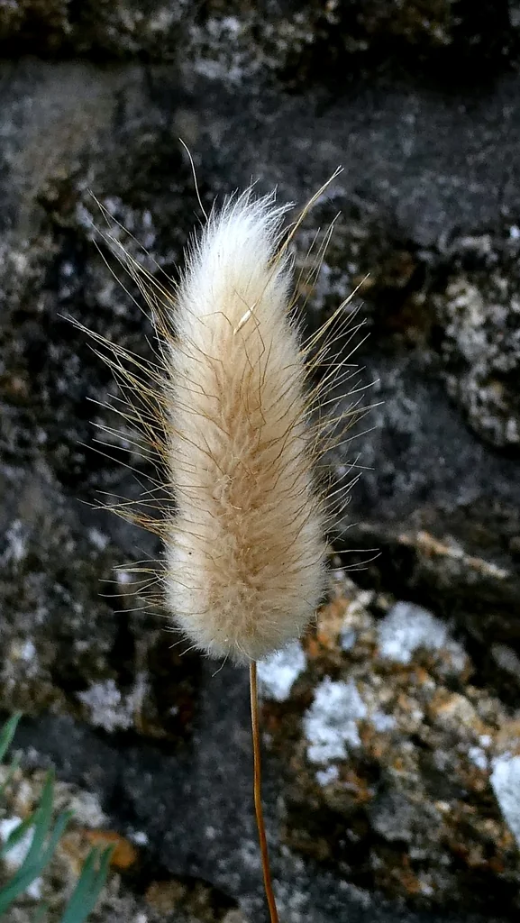 Lagurus Ovatus