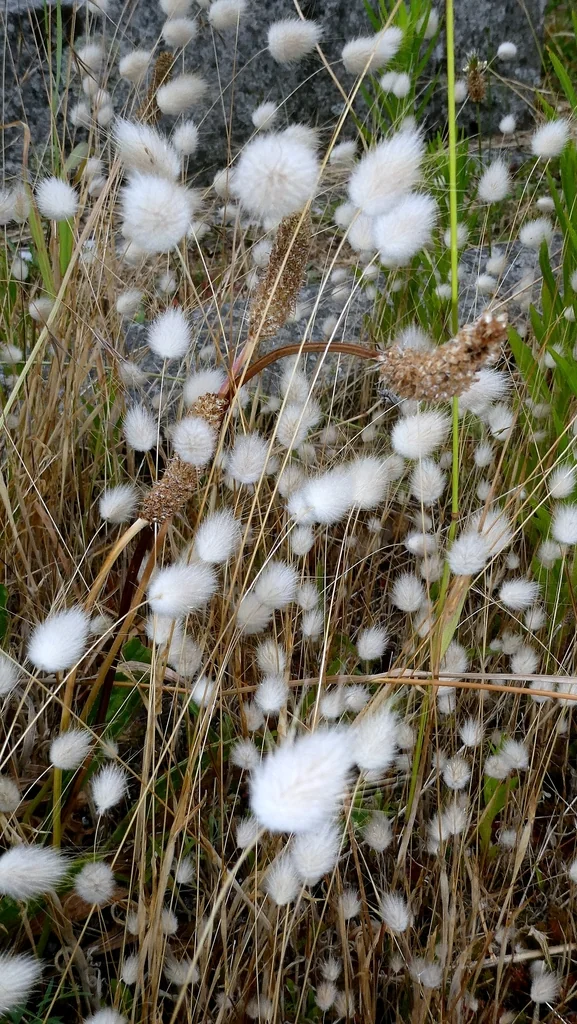 Lagurus Ovatus