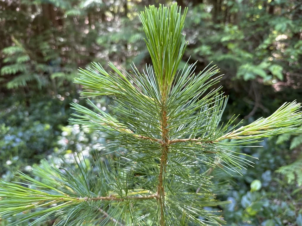 Pinus Monticola