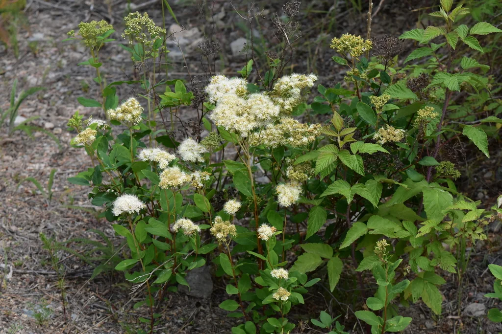 Spiraea Betulifolia Var. Lucida