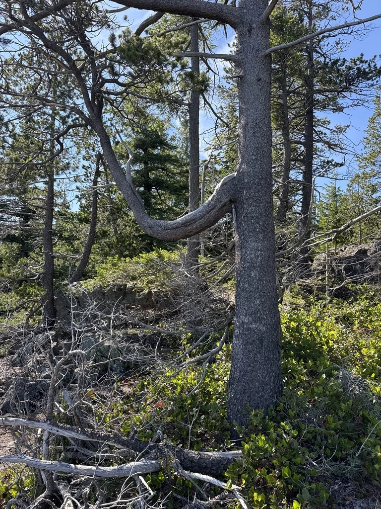 Pinus Contorta Var. Contorta