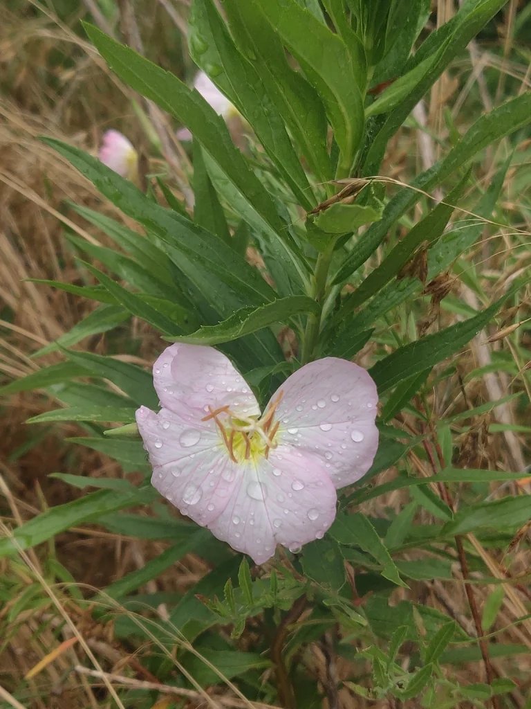 Oenothera Speciosa