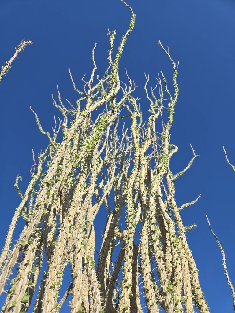 Fouquieria Splendens