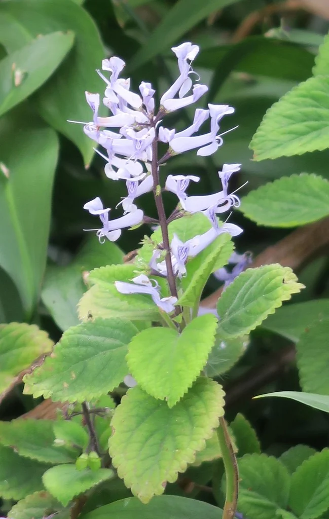 Plectranthus Zuluensis