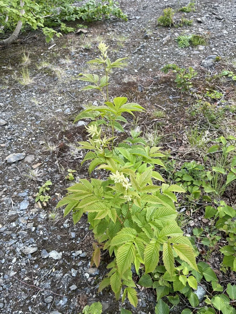 Aruncus Dioicus