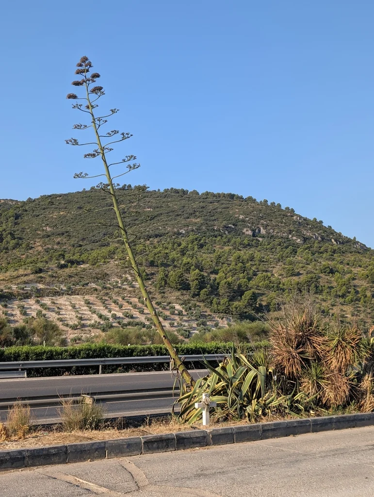 Agave Americana V. Marginata