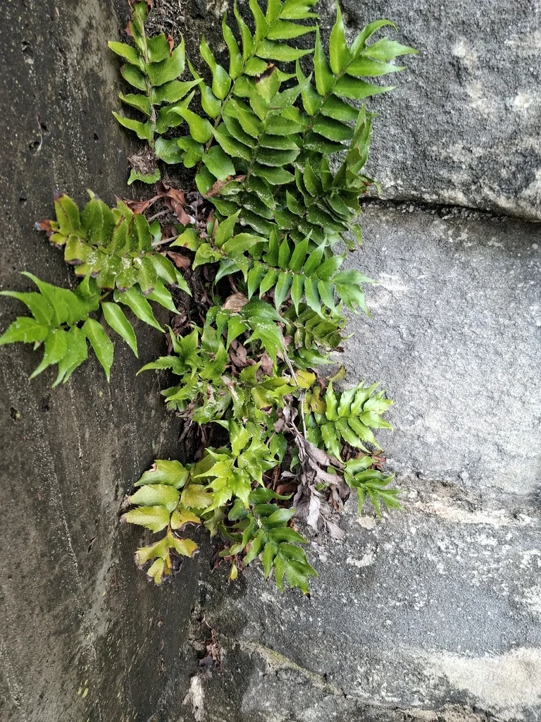 Cyrtomium Falcatum