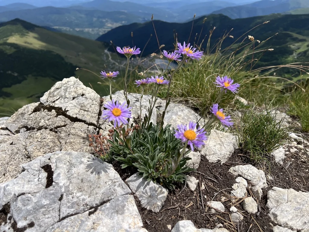 Aster alpinus