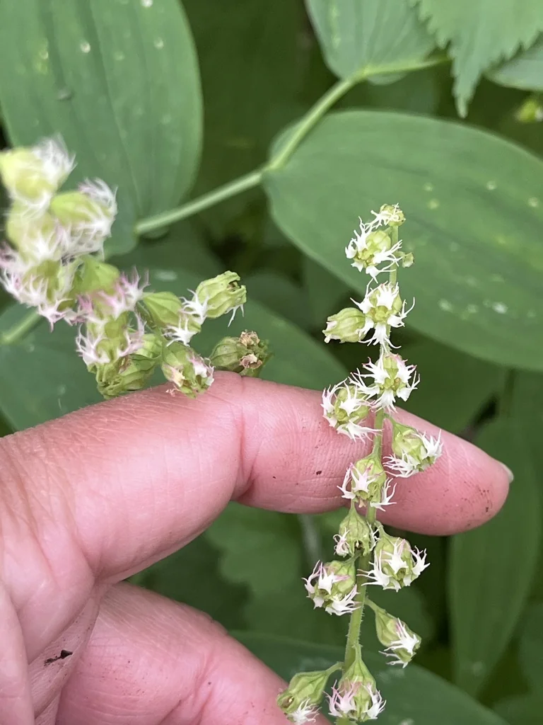 Tellima Grandiflora