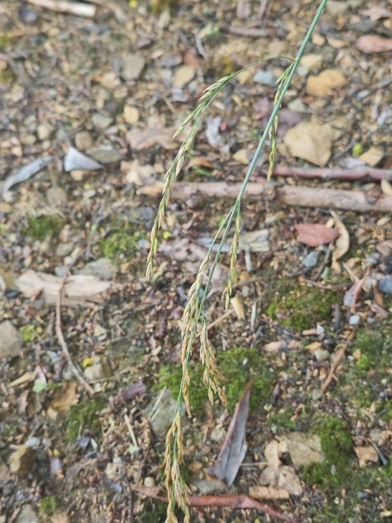 Festuca arundinacea