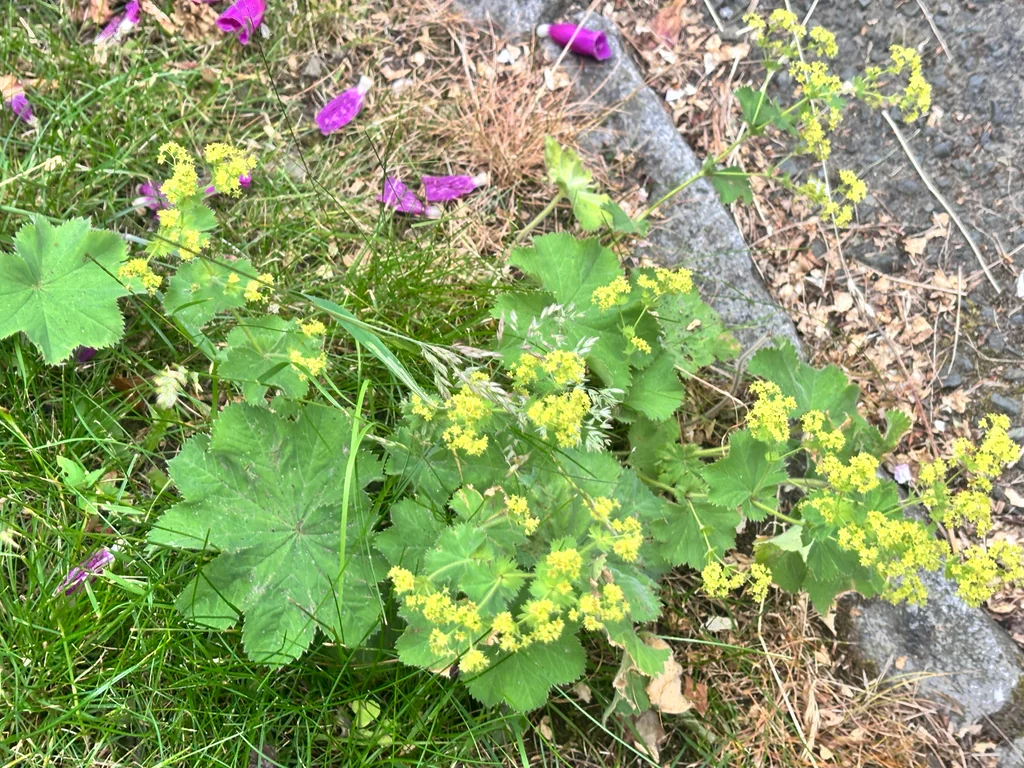 Alchemilla Mollis
