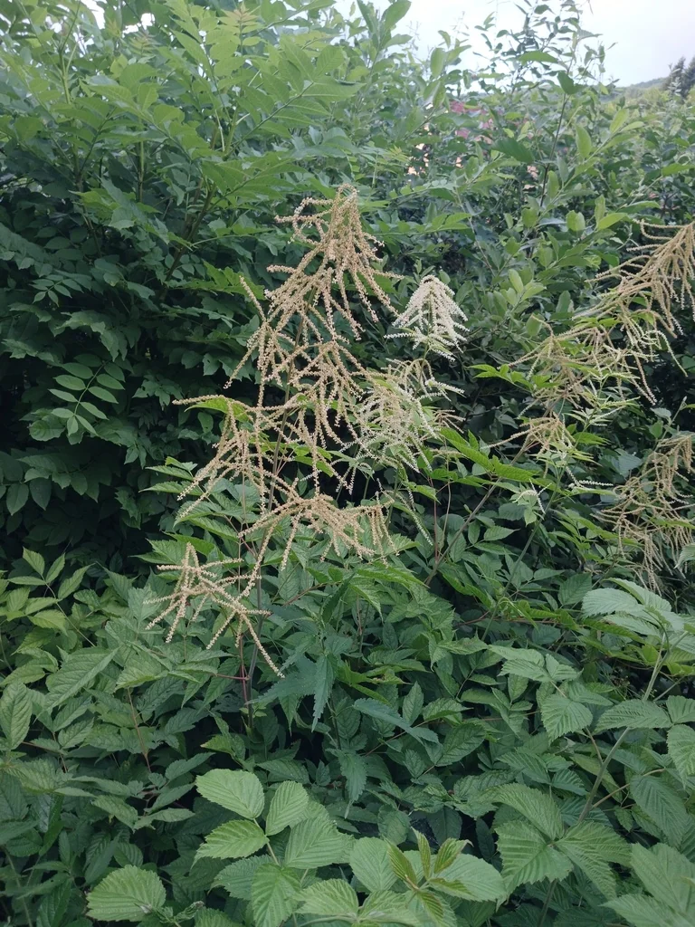 Aruncus Dioicus