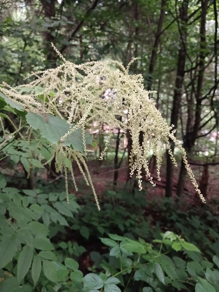 Aruncus Dioicus