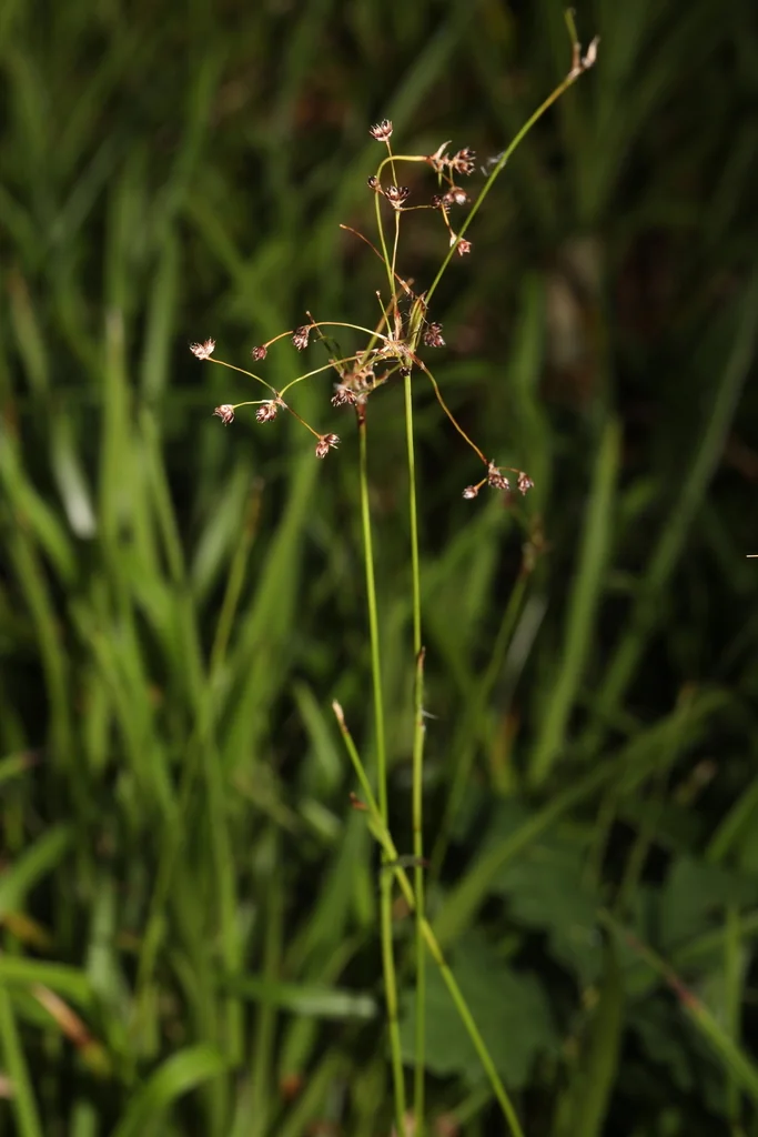 Luzula Sylvatica