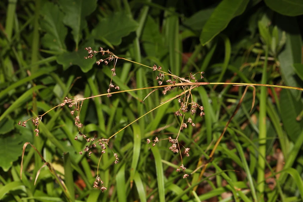 Luzula Sylvatica