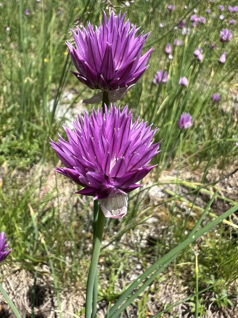 Allium Schoenoprasum