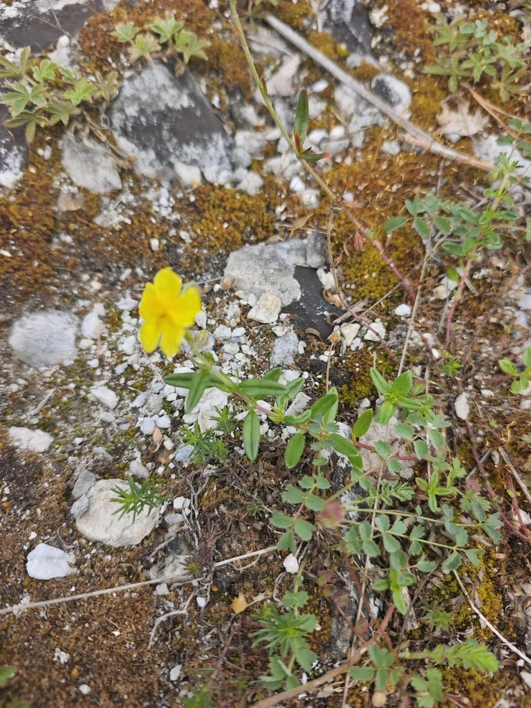 Helianthemum Nummularium