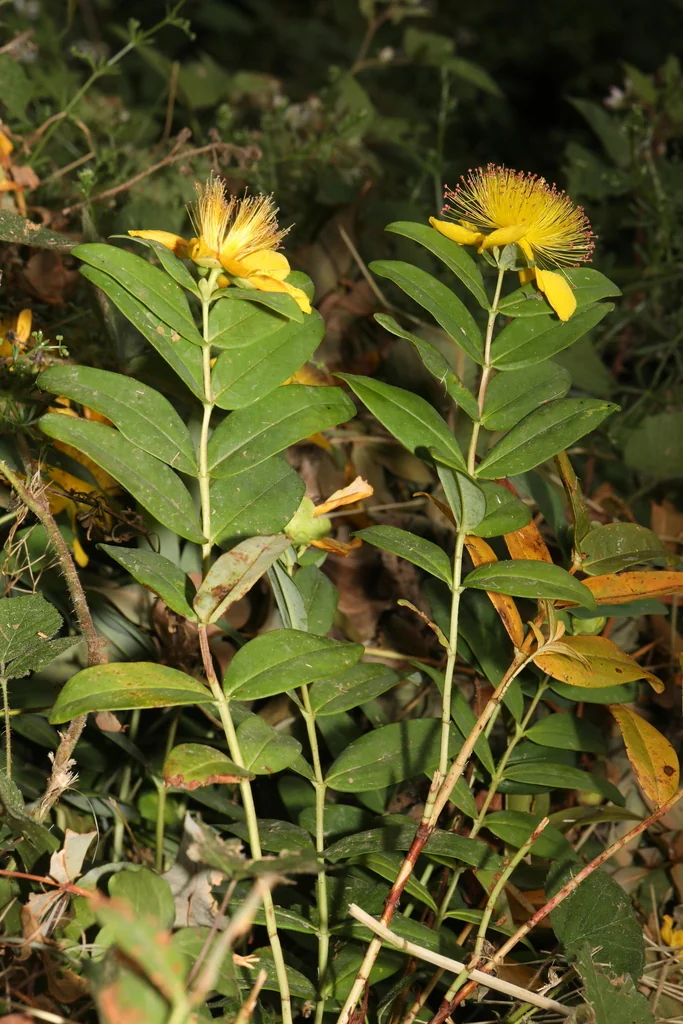 Hypericum Calycinum