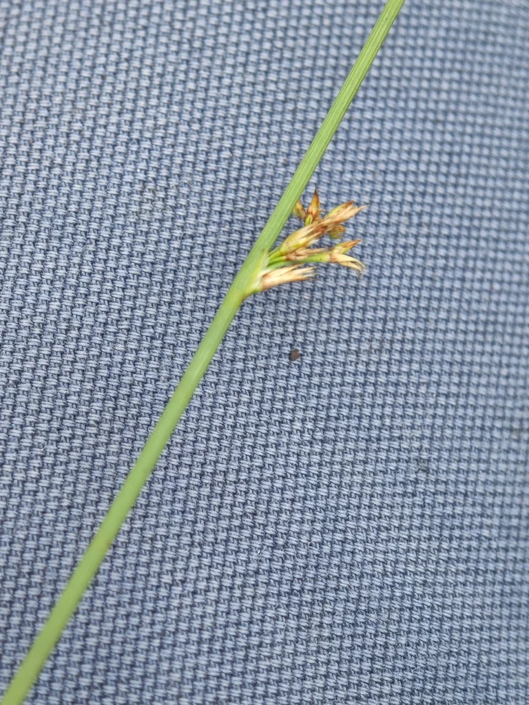 Juncus inflexus