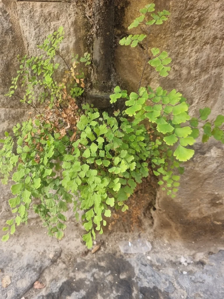 Adiantum Capillus-Veneris