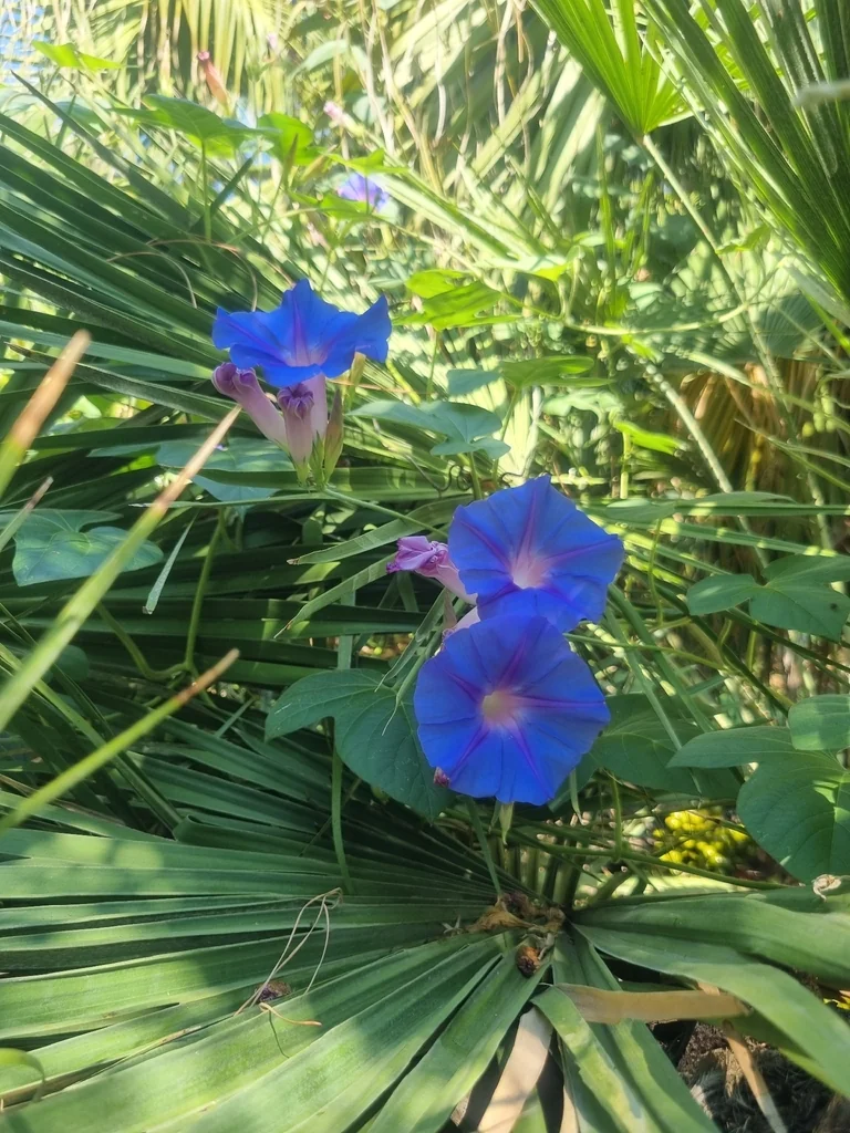 Ipomoea Indica