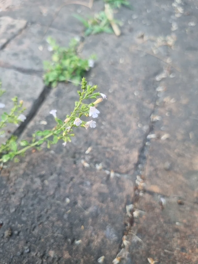 Calamintha Nepeta