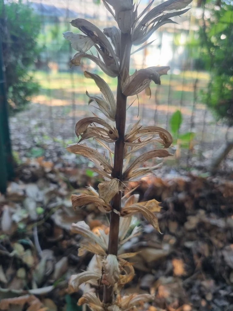 Acanthus Mollis