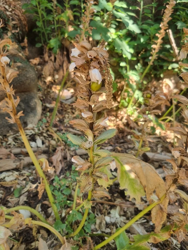 Acanthus Mollis