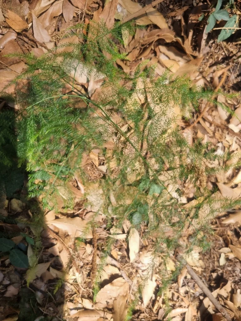 Asparagus Setaceus