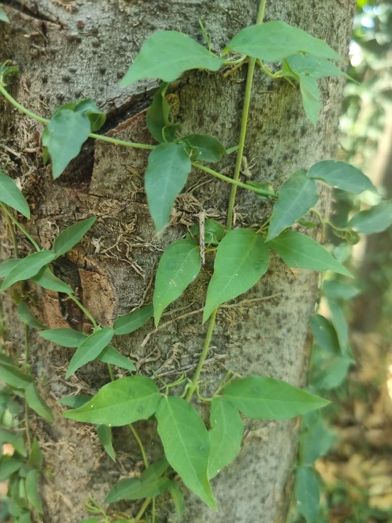 Macfadyena Unguis-Cati