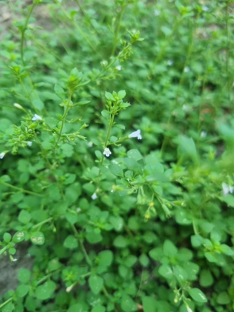 Calamintha Nepeta