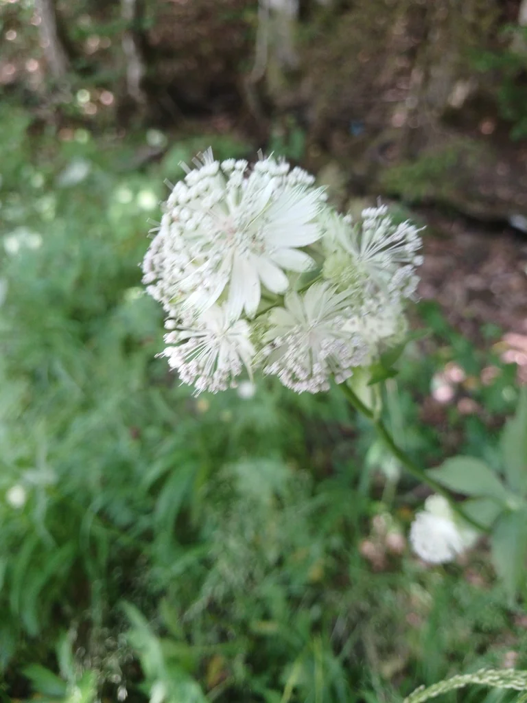 Astrantia Major