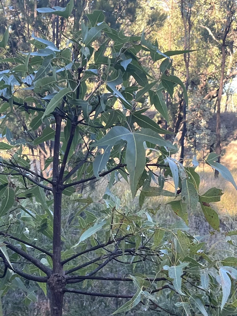 Brachychiton Populneus