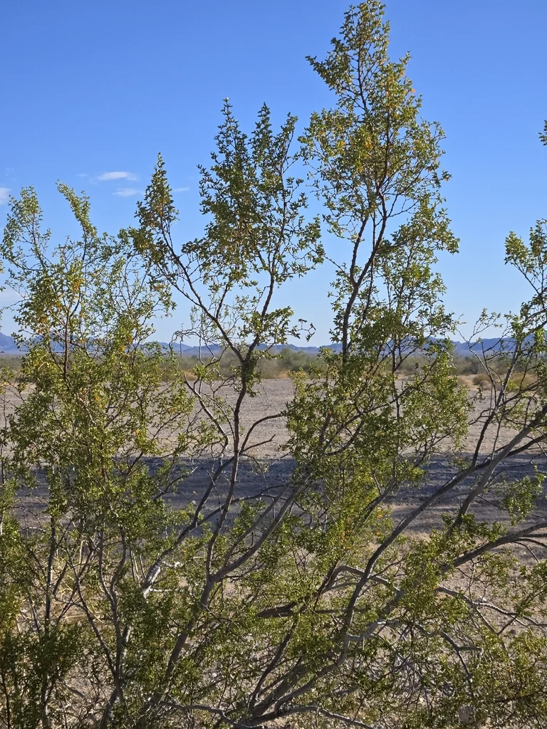 Larrea Tridentata