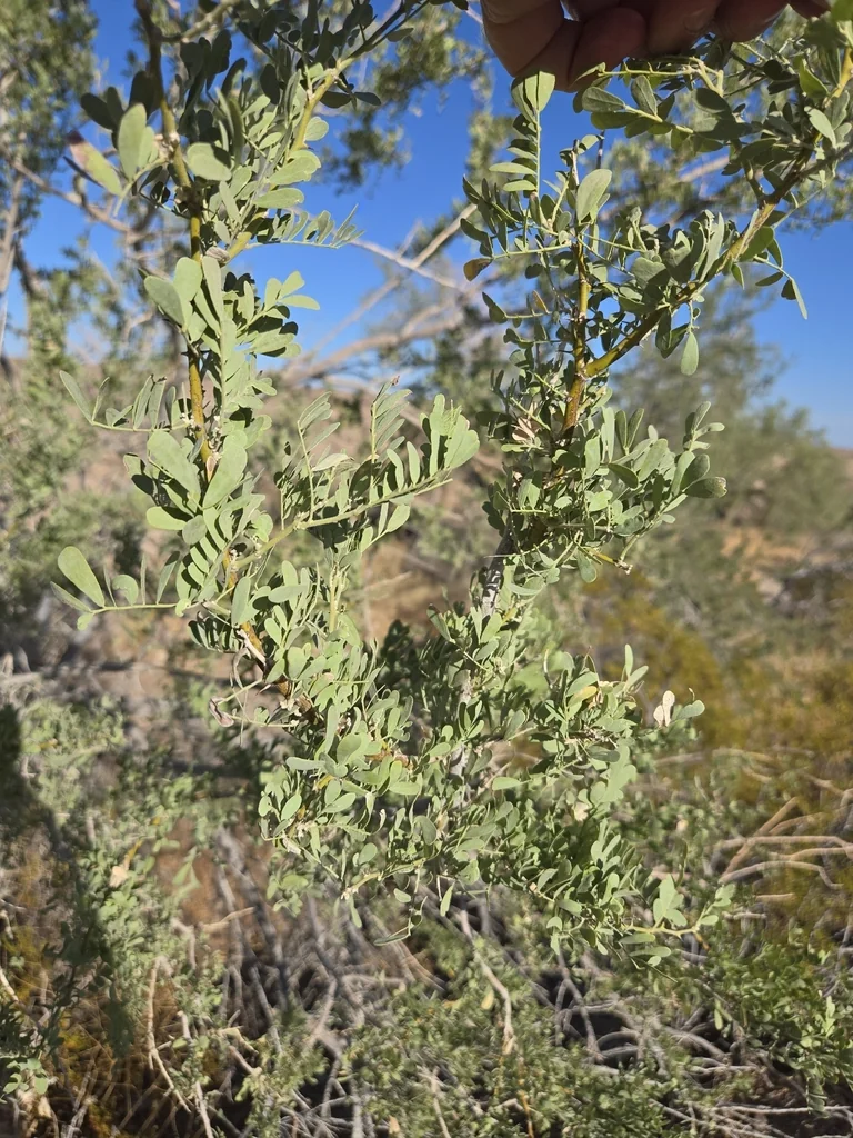Olneya Tesota