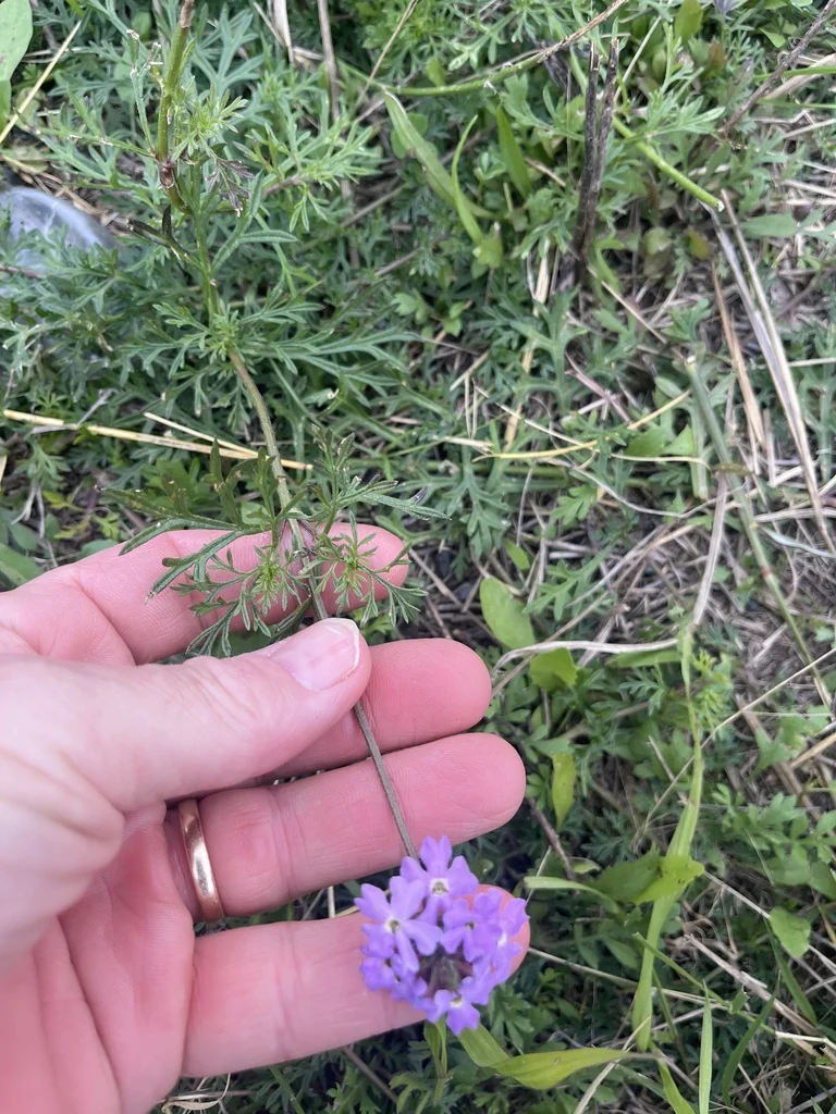 Verbena Tenuisecta