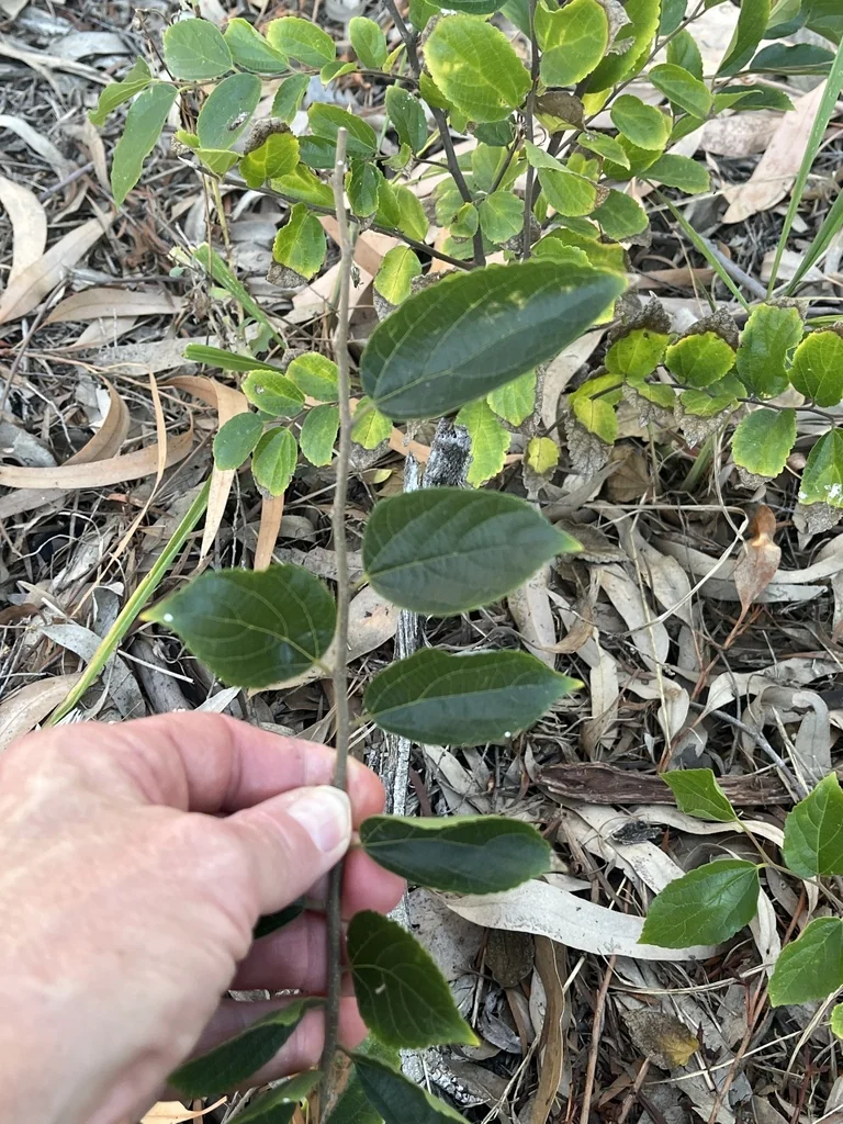 Celtis Sinensis
