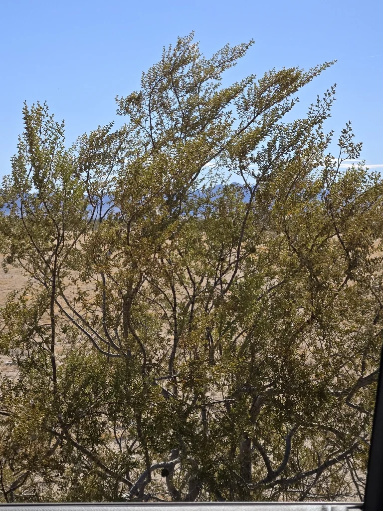 Larrea Tridentata