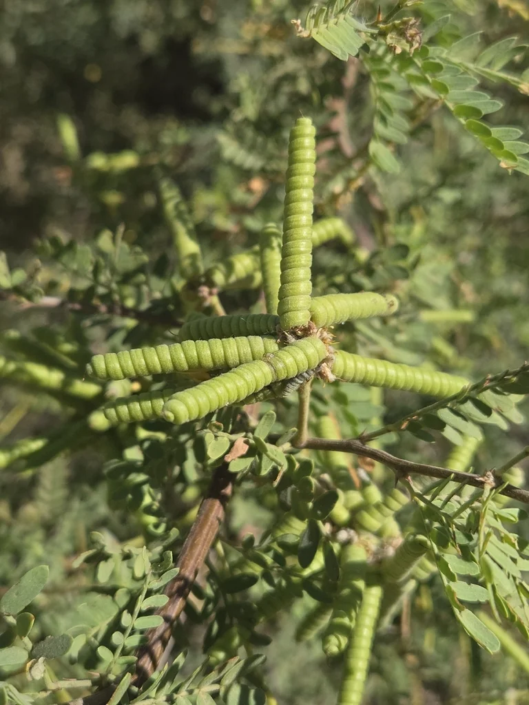 Prosopis Pubescens